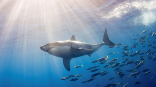 Large shark ocean fish around - fish free wallpaper for desktop