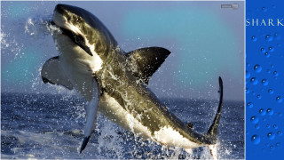 Shark jumping water open teeth - tooth free wallpaper