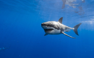 Great white shark man ocean - great free wallpaper