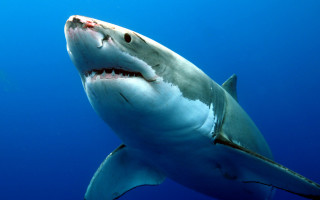 Great white shark scuba diver - great free wallpaper