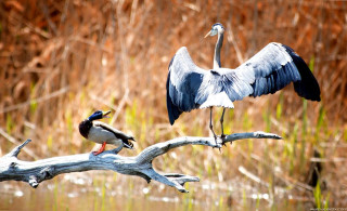 Bird long neck branch next - a long neck free wallpaper
