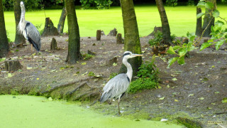 Two birds mud trees water - a park area free wallpaper