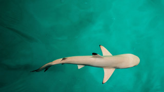 White shark green ocean black - a black nose and tail free wallpaper