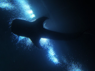 Large animal swimming water light - underwater free wallpaper for desktop