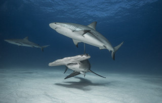 Sharks swimming ocean man background - a man in the background free wallpaper for desktop