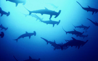 Sharks swimming ocean blue light - andrew geddes free wallpaper