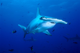 Shark fish ocean naturalism blue - a large shark swimming in the ocean free wallpaper