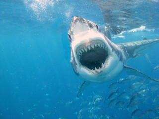 Shark open mouth swimming fish 2 - fish free wallpaper