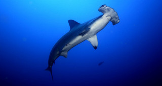 Shark swimming ocean fish scuba - a fish nearby free wallpaper