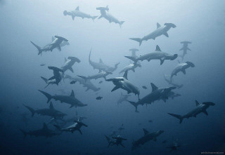 Sharks swimming ocean group together 2 - andrew geddes free wallpaper