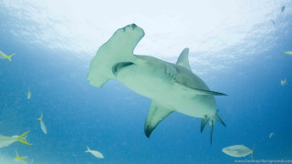White shark fish jigsaw underwater - fish free wallpaper