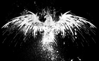 Black white bird wings spread 3 - body free wallpaper
