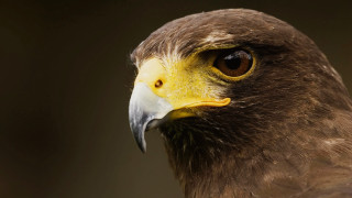Bird of prey yellow beak 2 - headband free wallpaper