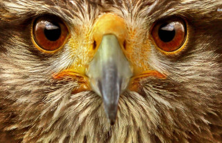 Bird prey yellow beak brown - brown eye free wallpaper