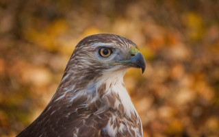 Bird prey closeup autumn bokeh - prey free wallpaper