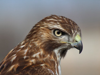 Bird prey closeup macro grey - prey free wallpaper