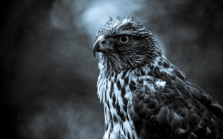 Bird prey black white sky - prey free wallpaper