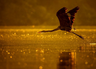 Bird flying water night sunshine - over a body of water free wallpaper for desktop