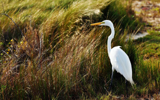 White bird tall grass autumn - long leg free wallpaper