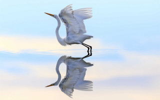 White bird flying water reflection - its reflection free wallpaper