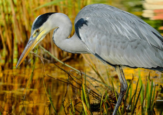 Bird long beak marsh water - a long beak free wallpaper