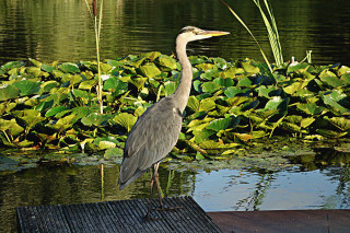 Bird dock pond green plants - a bird free wallpaper