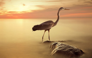 Bird rock water sunset dawn - long leg free wallpaper
