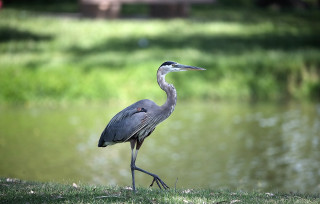 Bird grass water building person - elbridge ayer burbank free wallpaper