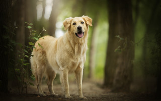 Dog forest trees light shining - a light shining free wallpaper