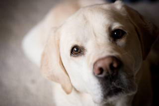 Dog closeup blurry background person - a portrait free wallpaper