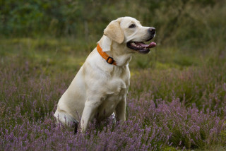 Dog sitting lavender field tongue - a field of lavender free wallpaper