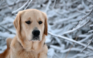 Dog snow winter impressionist shiba - winter free wallpaper