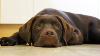 Sad dog laying on floor 3 - his face free wallpaper