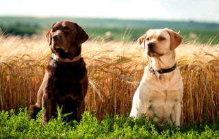 Two dogs sitting tall grass - two dog free wallpaper