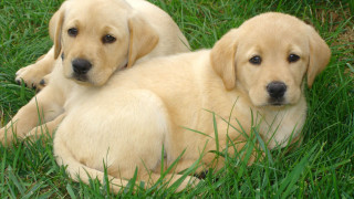 Two yellow labs laying grass - david dougal williams free wallpaper