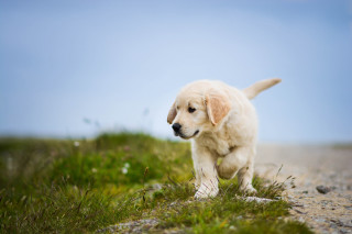 Puppy running gravel road grass - a puppy free wallpaper