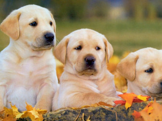 Puppies laying rock leaves tree - three puppy free wallpaper