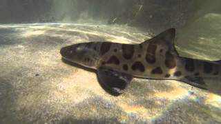 Fish waterfall rocks sand underwater - a waterfall free wallpaper