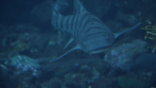 Fish swimming water rocks plants 8 - a fish free wallpaper