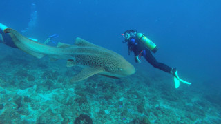 Diver shark ocean scuba wetsuit - wet free wallpaper for desktop