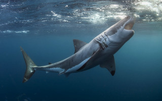 Great white shark swimming ocean - great free wallpaper