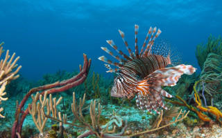 Lionfish coral reef ocean seaweed - the bottom free wallpaper