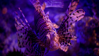 Purple lionfish holographic aquarium glowing - its tail free wallpaper