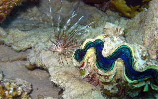 Sea slug coral blue white - subsurface free wallpaper