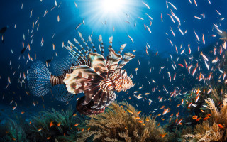 Lionfish swimming sea school fish - shining free wallpaper