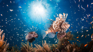 Fish swimming ocean coral reef 9 - other fish free wallpaper