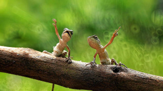 Lizards branch arms up reaching - their arm free wallpaper for desktop