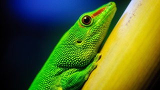 Green lizard yellow pole curious - a green lizard free wallpaper