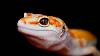 Gecko closeup black background white - edward george handel lucas free wallpaper for desktop