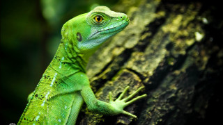 Green lizard serious look tree - a green lizard free wallpaper for desktop